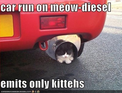 funny-picturs-cat-in-exhaust.jpg